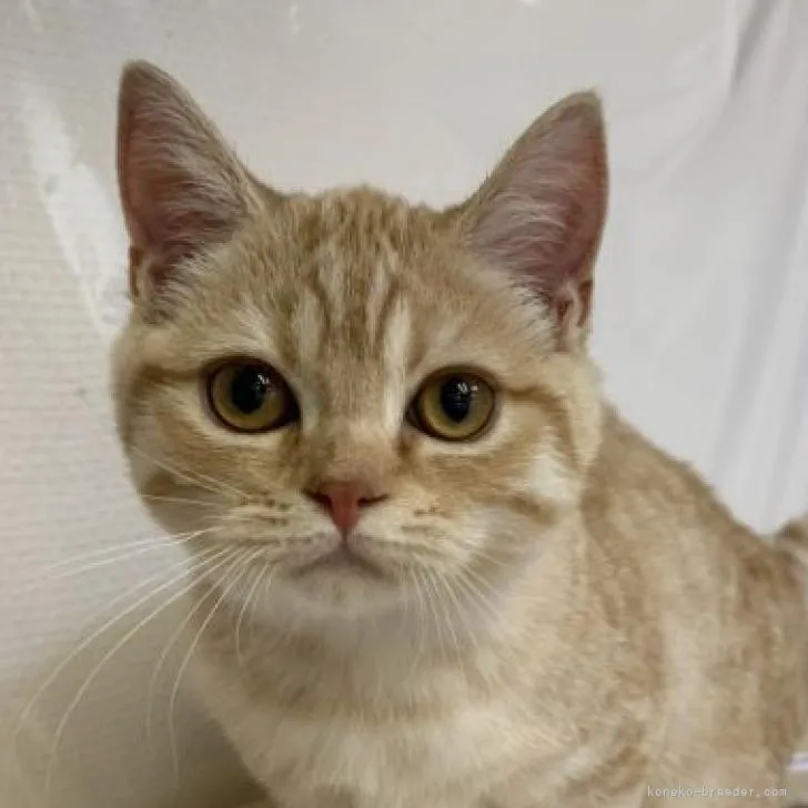 ID：2206-03227の子猫
