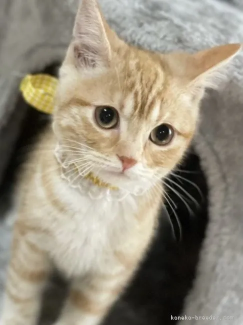 ID:2108-00344の子猫