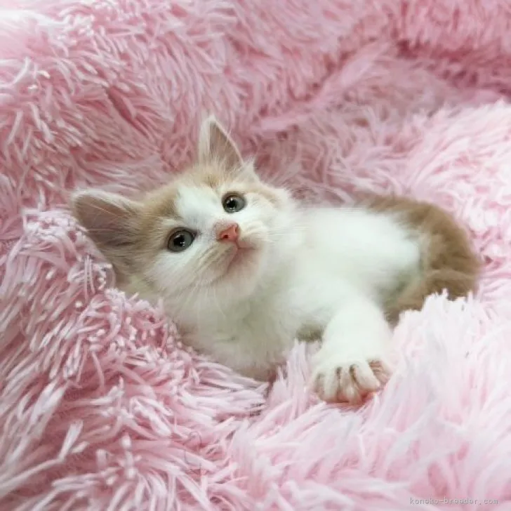 ID:2307-00696の子猫