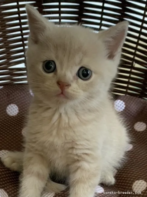 ちゃらん 様のお迎えした子猫