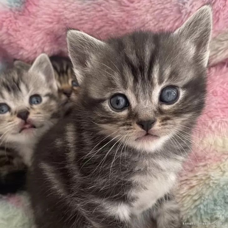 ID：2404-01268の子猫
