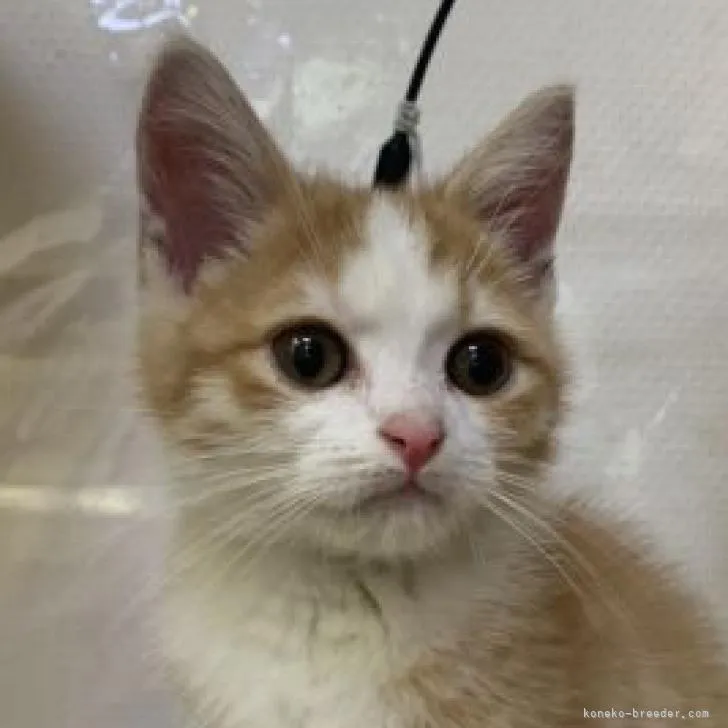 ID:2207-01475の子猫