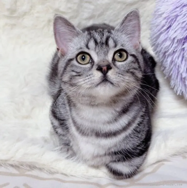 ID:2308-01683の子猫