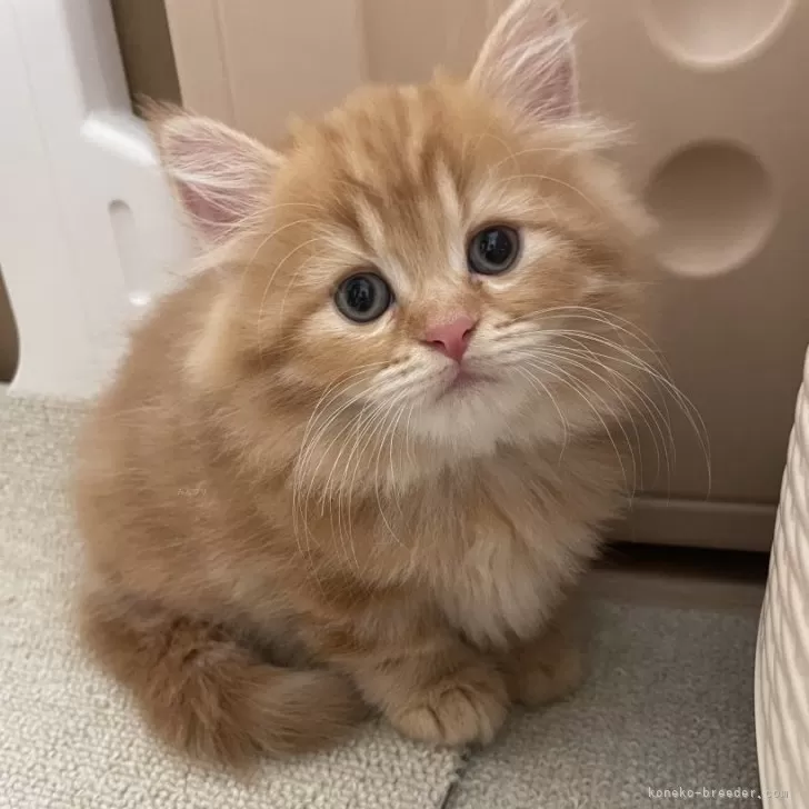ID:2409-01617の子猫