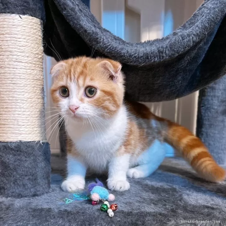 ささきかたはる 様のお迎えした子猫