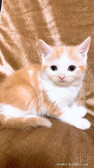 ID：2011-01902の子猫