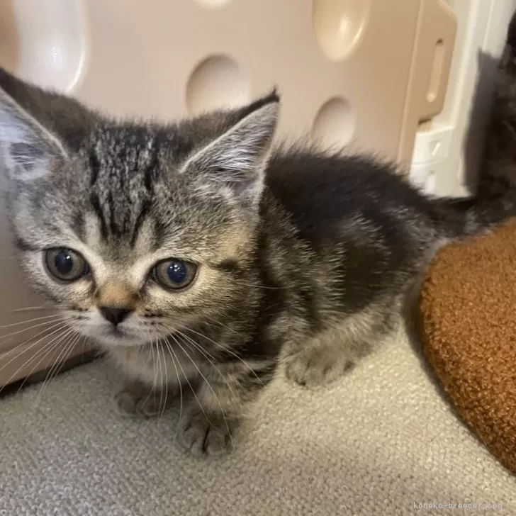 ID:2403-02077の子猫
