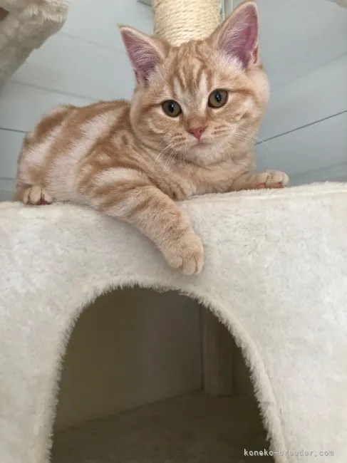 ID:2110-02357の子猫