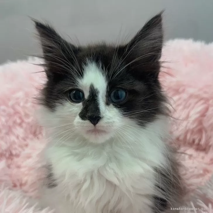 ID:2406-01619の子猫