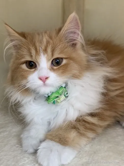 harukassy 様のお迎えした子猫