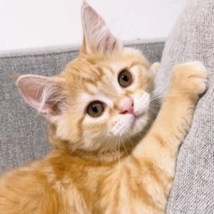 ID：2307-02542の子猫