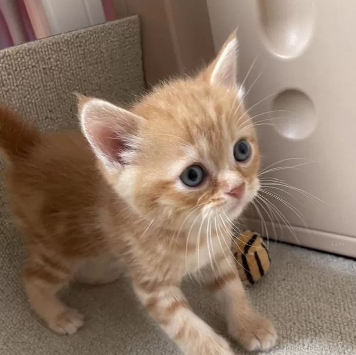 ID：2408-01941の子猫