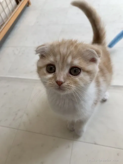 ID：2104-01642の子猫