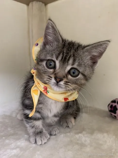 レオ 様のお迎えした子猫