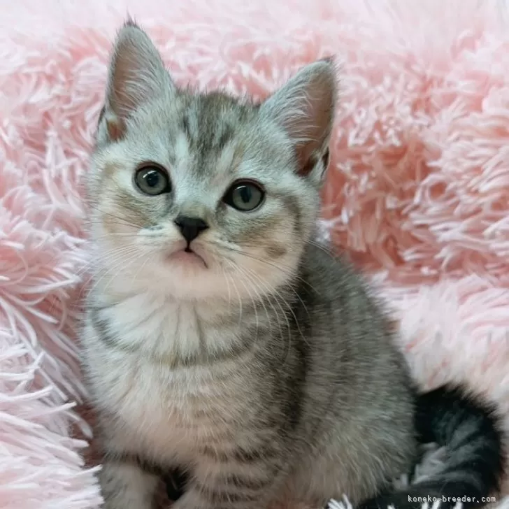 ID：2408-03069の子猫