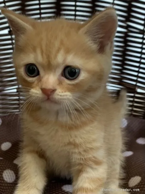 ID：2107-02049の子猫