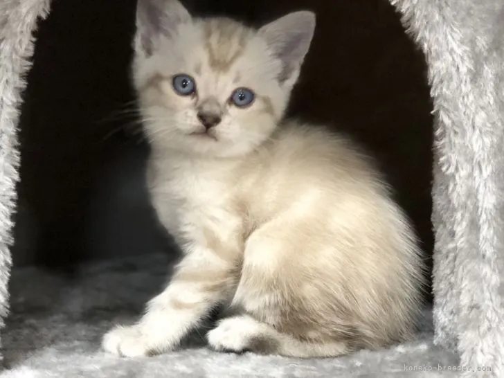 ID：2105-00834の子猫