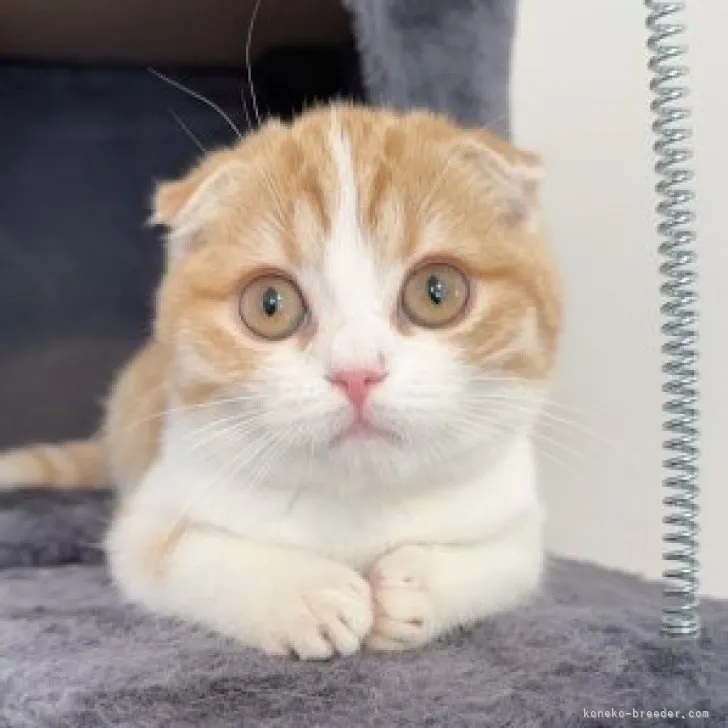 ID：2312-00676の子猫