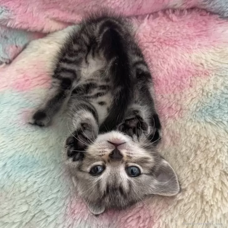 ID：2404-01632の子猫