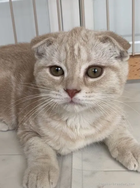 ID:2105-00640の子猫