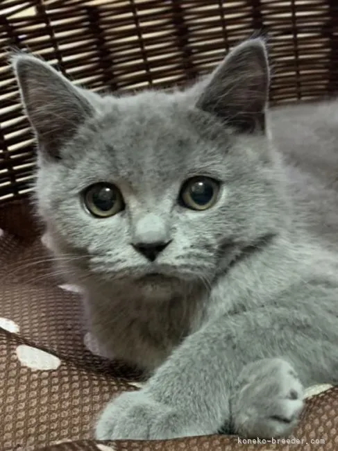 ID:2112-00038の子猫