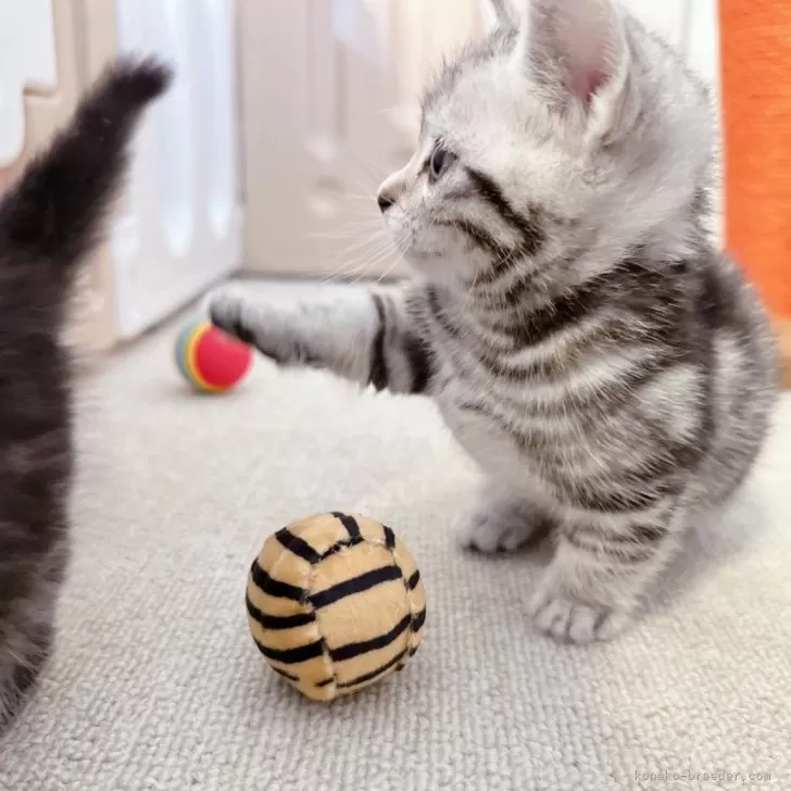 ID：2402-02019の子猫