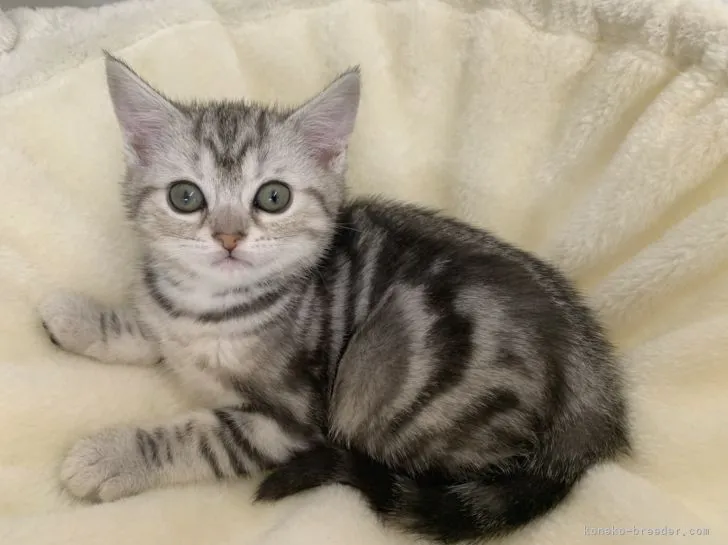 ID：2104-02521の子猫