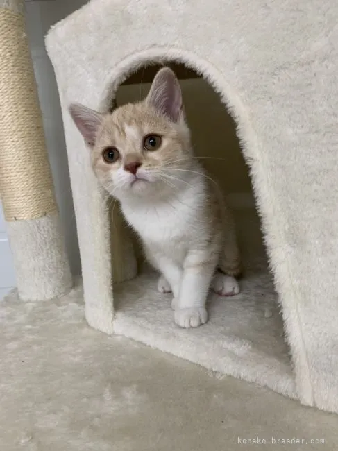 ID:2106-02471の子猫