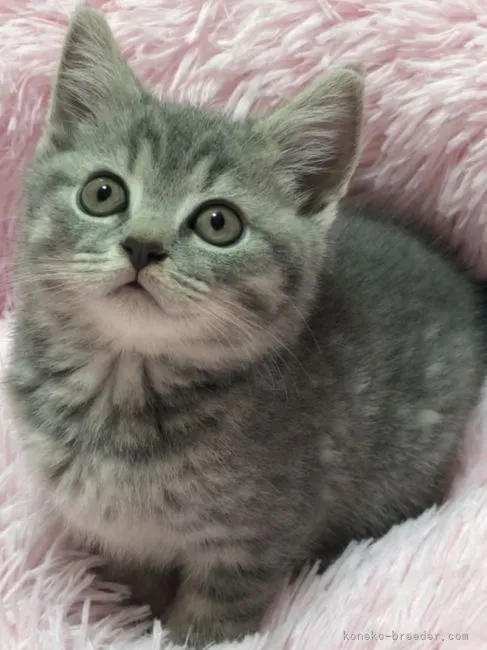 ID：2205-02782の子猫