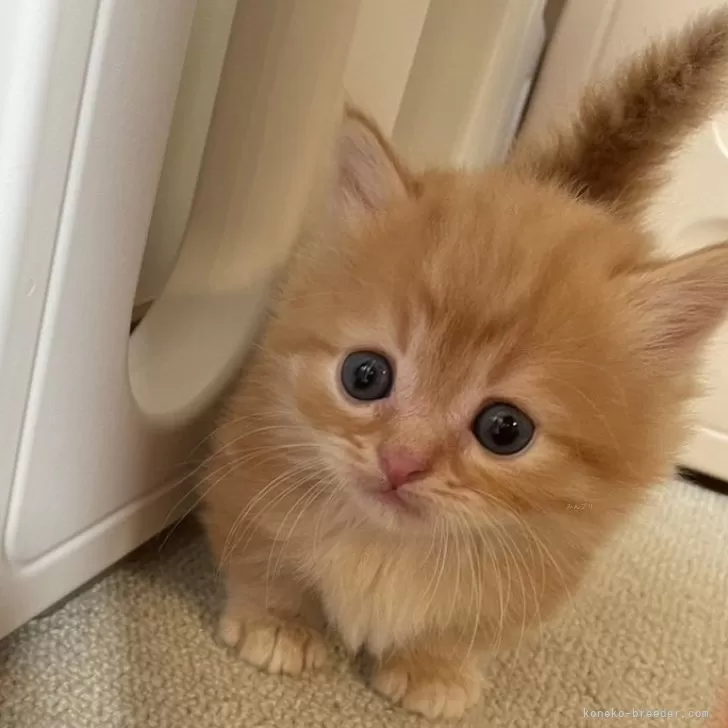 ID：2408-01943の子猫