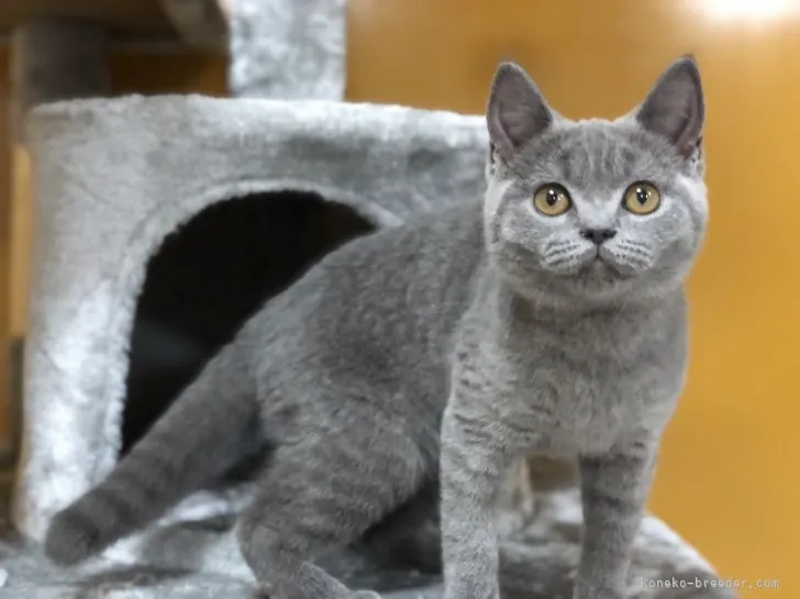 ID：2104-01675の子猫