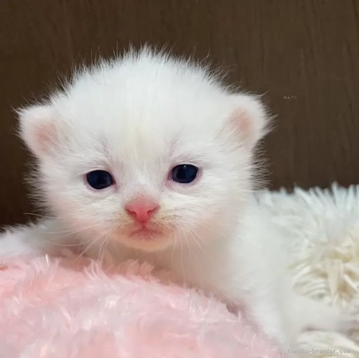 ID:2403-01581の子猫