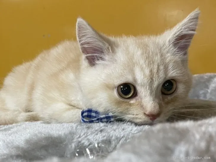 ID：2109-01517の子猫