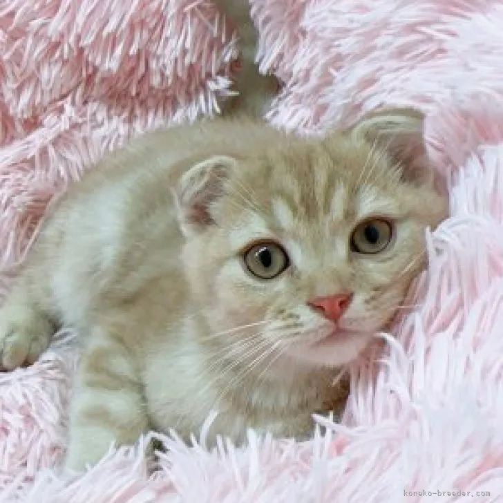 ID：2308-01524の子猫