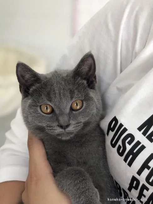 A子 様のお迎えした子猫