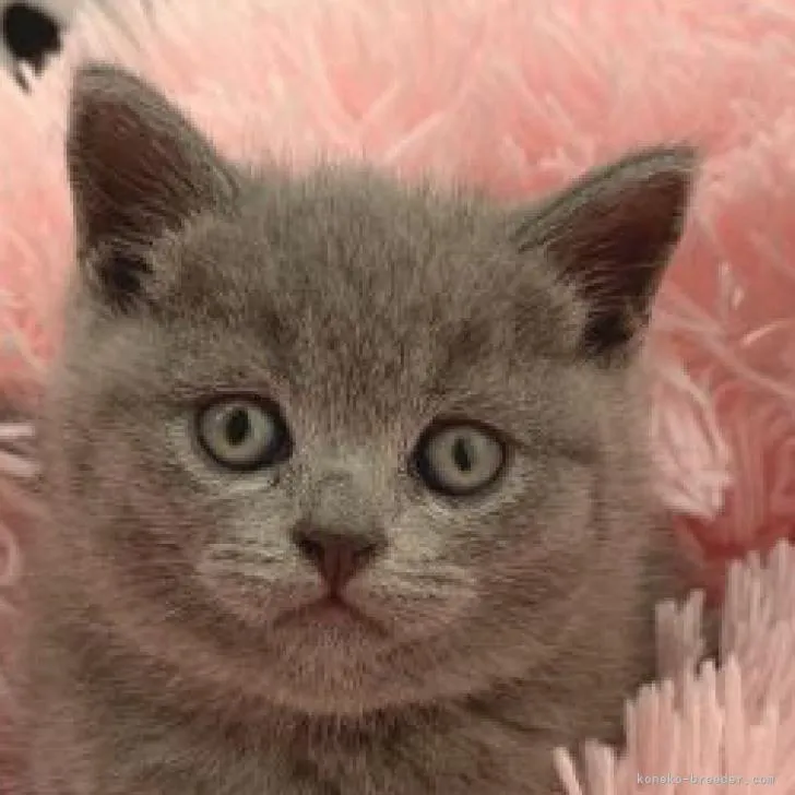 ID:2208-02541の子猫