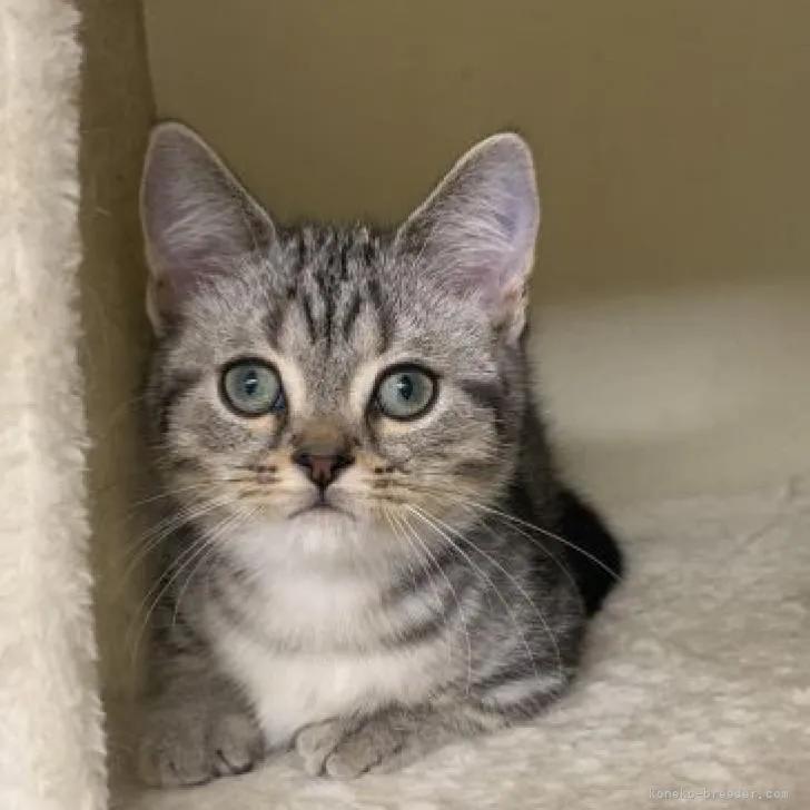 ID:2210-02752の子猫