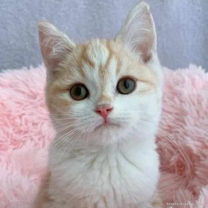 ID：2211-00130の子猫