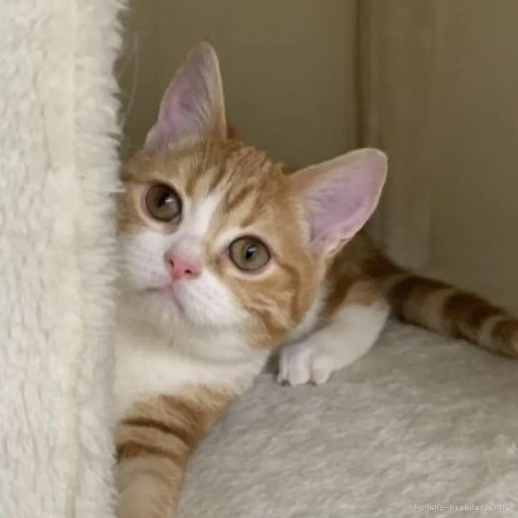 ID：2206-01602の子猫