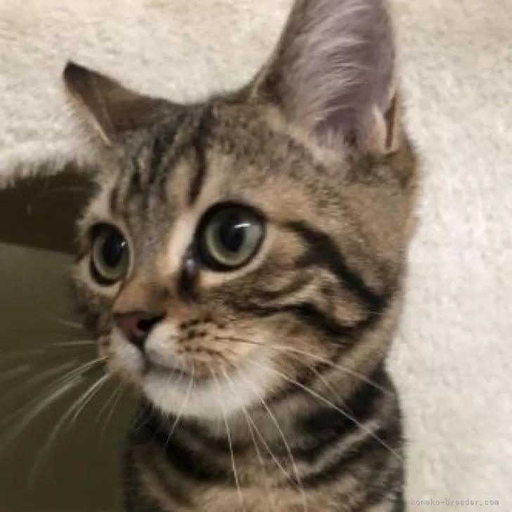 ID:2207-03406の子猫