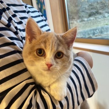 スコティッシュストレート【岡山県・女の子・2023年8月11日・クリームタビー&ホワイト】の写真「人懐っこくて、おもちゃ大好き🐱抱っこも大丈夫❤️」