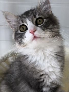 ノルウェージャンフォレストキャット【岡山県・女の子・2020年11月11日・シルバーパッチドタビー&ホワイト】の写真「人間大好きのお利口さん💕すぐに連れて帰れます🆗」