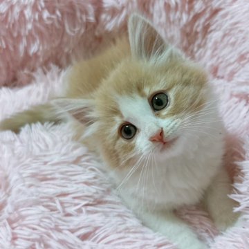 ノルウェージャンフォレストキャット【岡山県・男の子・2024年2月15日・クリームタビー&ホワイト】の写真「ほんわかゆったりの男の子🐱ご予約受付中📩」