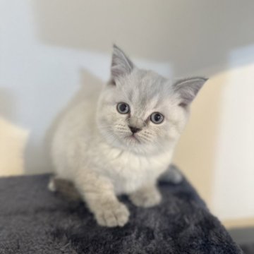 スコティッシュストレート【岡山県・女の子・2024年3月24日・ブルーポイント】の写真「珍しいカラーの女の子🐱」
