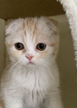 スコティッシュフォールド(折れ耳)【岡山県・女の子・2020年11月1日・クリームタビー】の写真「座り方がお上品な女の子🐈すぐにお渡し可能🆗」