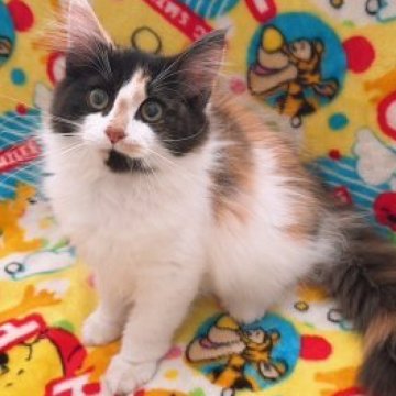 キャリコ(三毛猫)の子猫を探す｜ブリーダー直販の子猫販売【みんなの