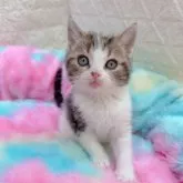 スコティッシュストレート【岡山県・男の子・2023年3月11日・ブラウンタビー&ホワイト】の写真1