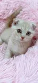 スコティッシュフォールド(折れ耳)【岡山県・男の子・2023年5月22日・クリームタビー】の写真4