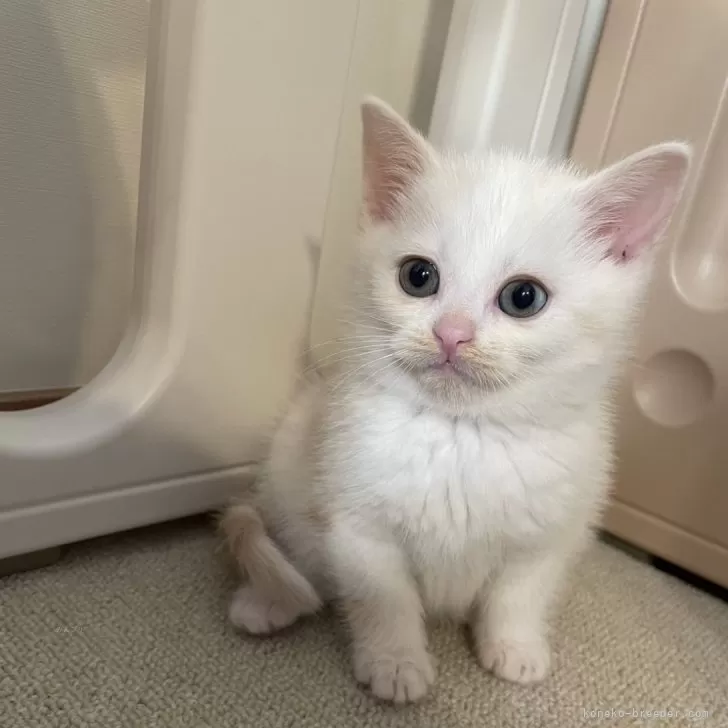 ID：2503-01118の子猫