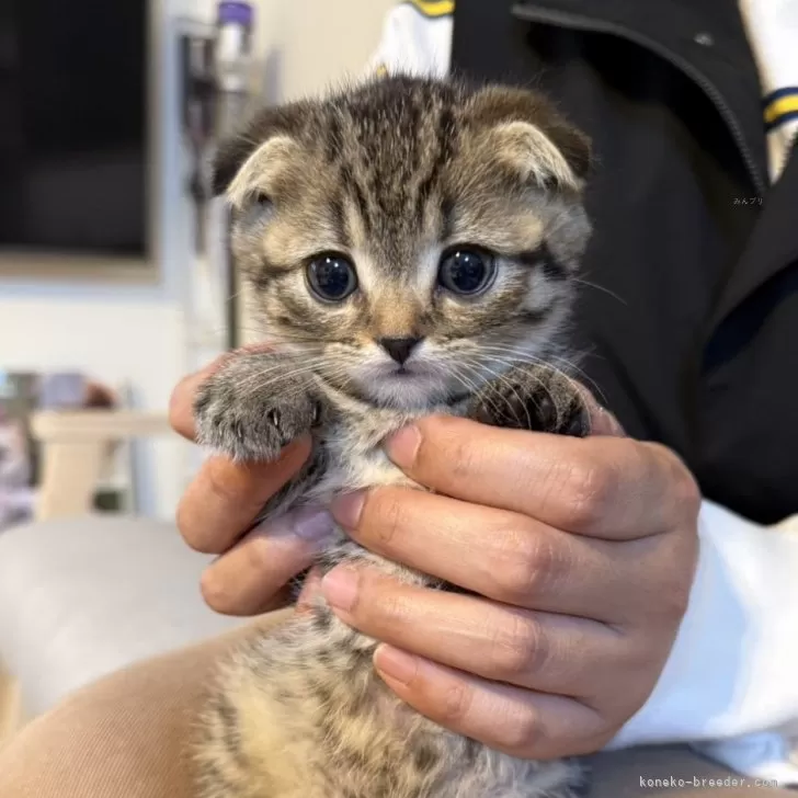 ID:2504-00272の子猫
